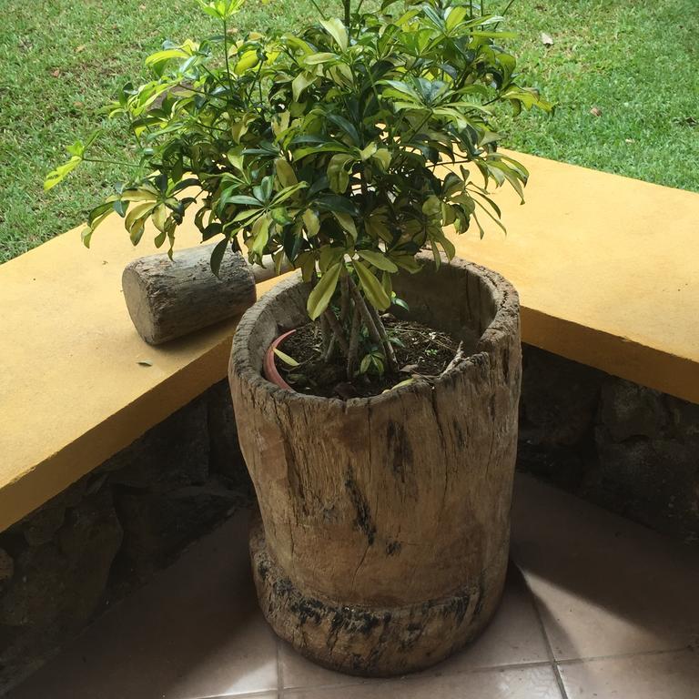 Airport Rio Segundo Studio Bed and Breakfast Alajuela Eksteriør billede